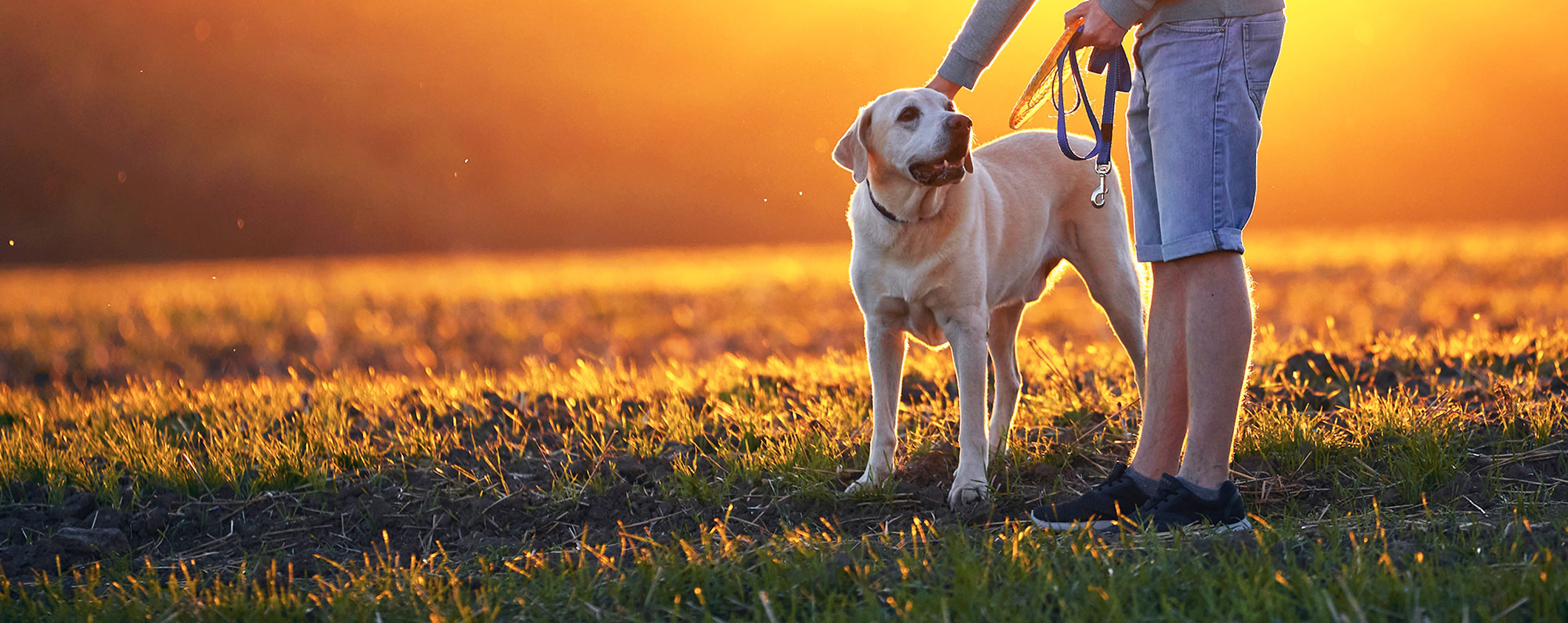 Pet Diagnostics in Erie, PA Glenwood Pet Hospital