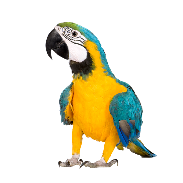 Exotic Bird Vet in Erie, PA Glenwood Pet Hospital