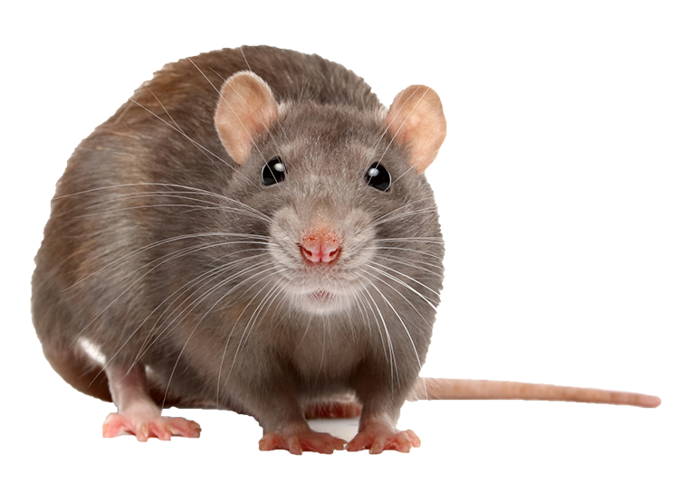 rodent veterinarian in erie, pa