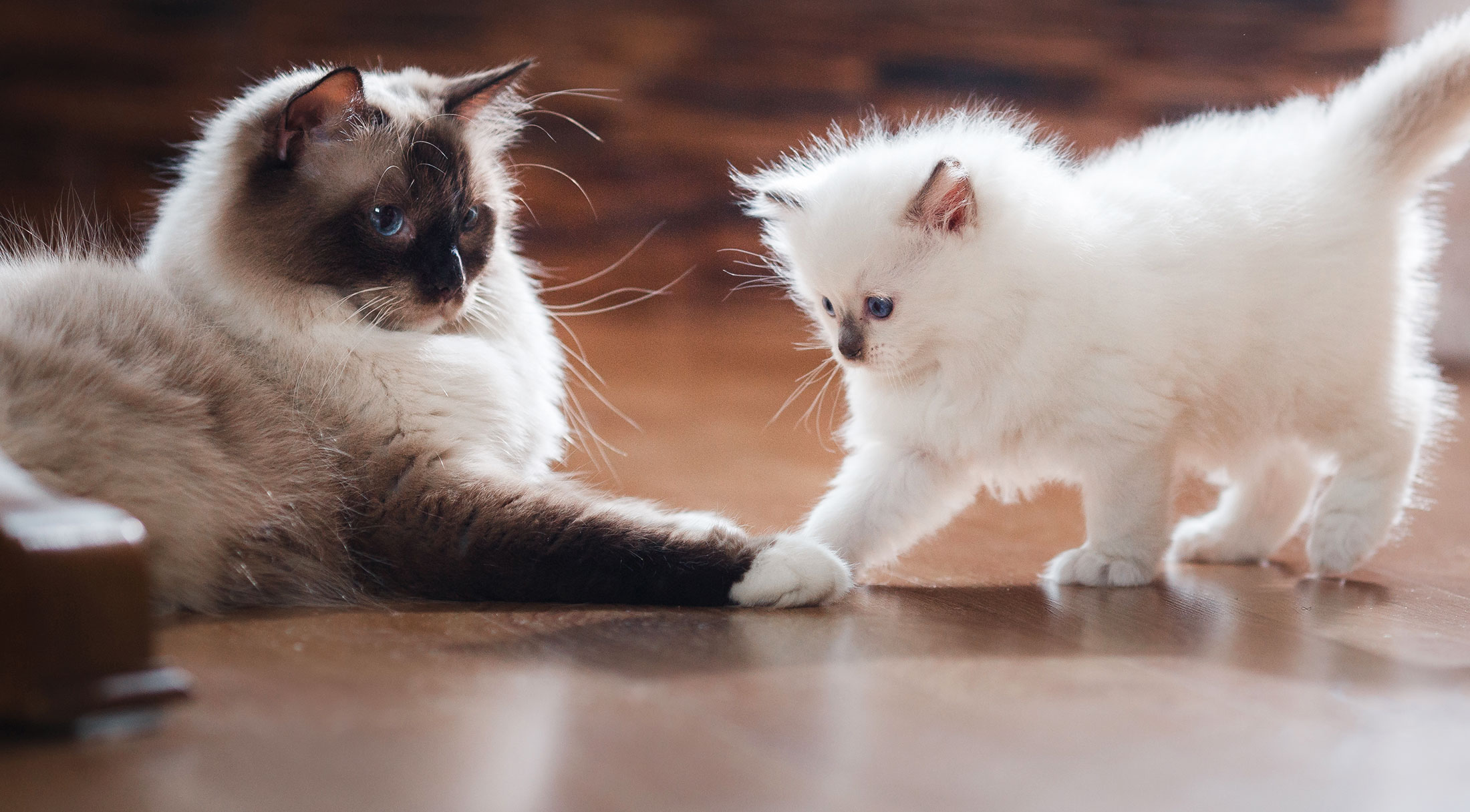 New Client Info Glenwood Pet Hospital