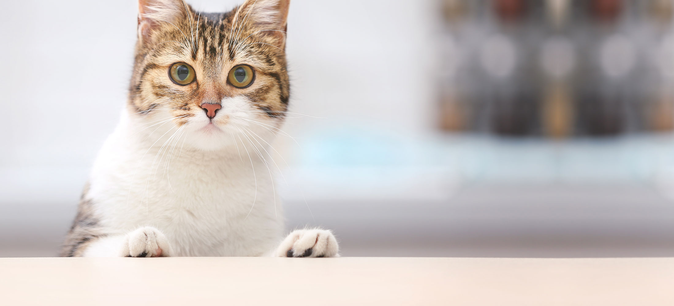 Senior Pet Care in Erie, PA Glenwood Pet Hospital