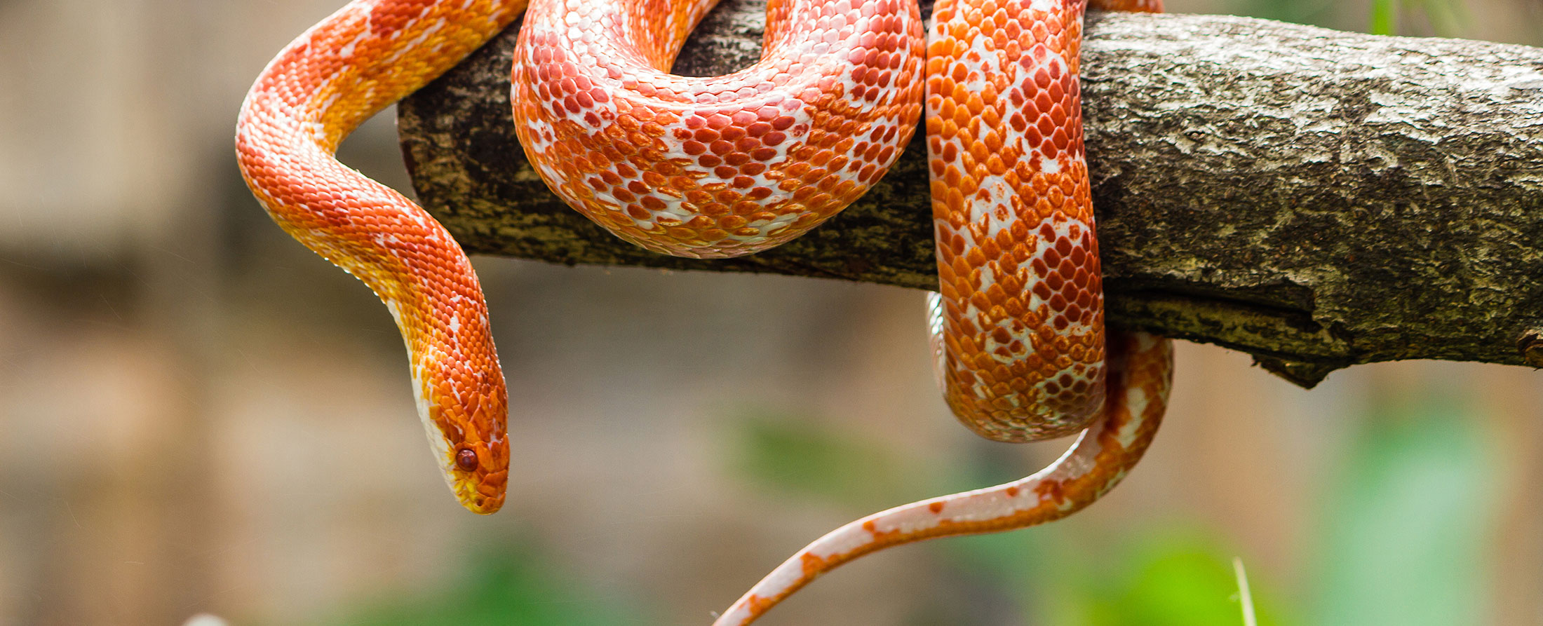 Snake Veterinarian in Erie, PA Glenwood Pet Hospital