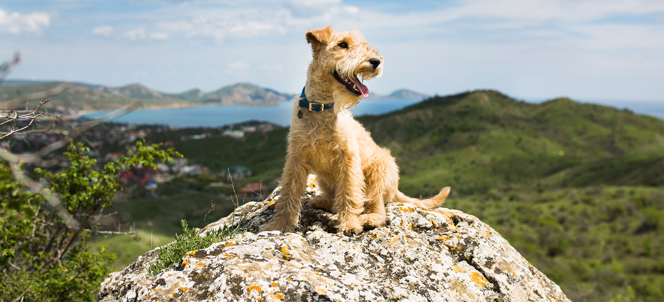 Urgent Care Vet in Erie, PA Glenwood Pet Hospital