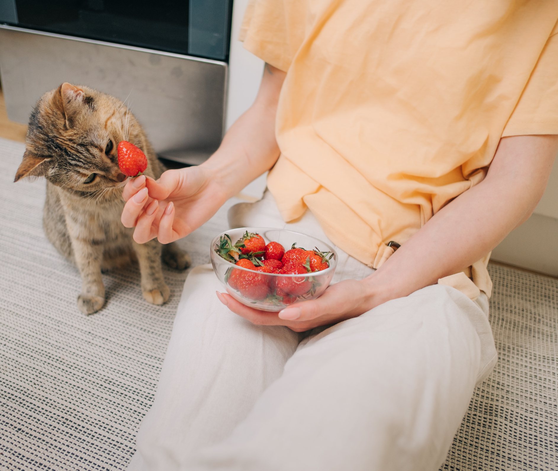 Can Cats Eat Strawberries? Glenwood Pet Hospital