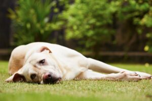 dog laying down in grass outside