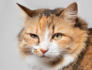 close-up-of-cat-with-watery-eye