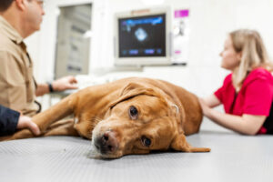 vet-performing-ultrasound-on-sick-dog