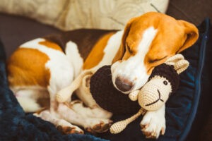 dog-sleeping-on-couch-with-plush-sheep-in-his-mouth
