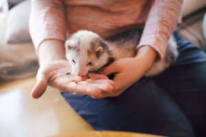 pet-ferret-eating-out-of-the-hand-of-its-owner