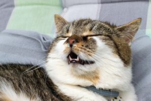 cat-about-to-sneeze