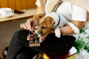 jack russell dog sitting in owner's lap sniffing box of chocolates