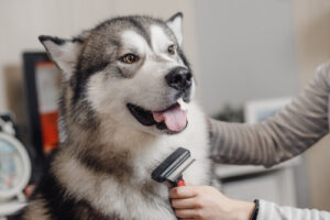 Big-husky-with-brown-eyes-looking-into-frame-while-her-neck-is-combed-with-a-brush