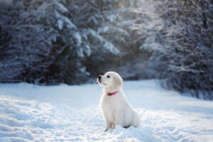 golden-retriever-puppy-sitting-in-snowy-clearing-in-wooded-area