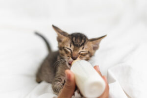 owner bottle feeding new born kitten