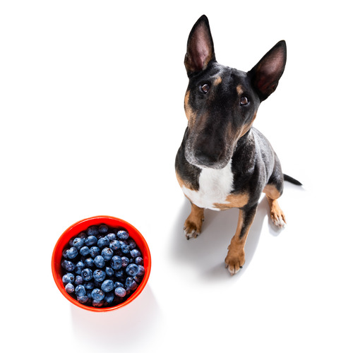 dog sitting next to a bowl of blueberries