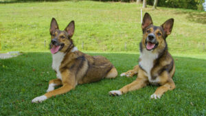 two brown and white dogs laying in the shade in the yard on a sunny day while panting