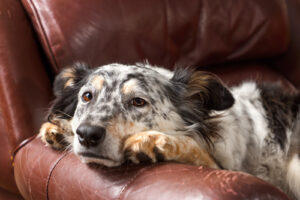 Australian shepherd dog laying on brown leather armchair