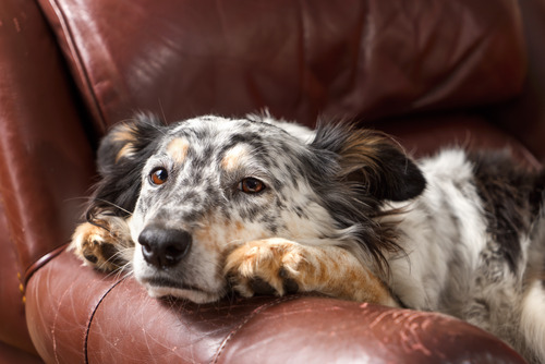 Australian shepherd dog laying on brown leather armchair