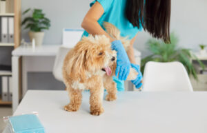 female vet examining maltipoo dog's hind leg at clinic