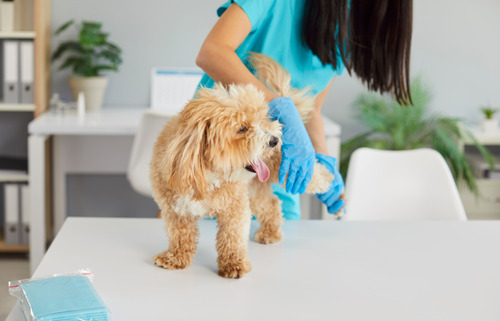 female vet examining maltipoo dog's hind leg at clinic