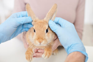 vet examining rabbit at clinic