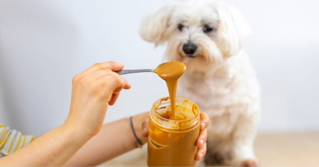 maltese dog watching as owner spoons peanut butter out of the jar
