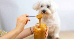 maltese dog watching as owner spoons peanut butter out of the jar