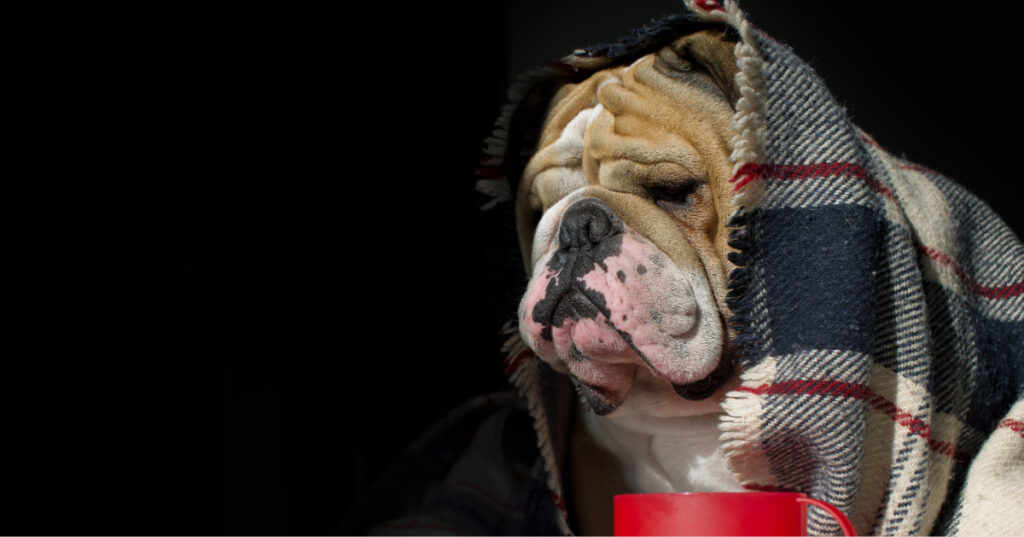 bulldog sitting in front of a mug with a blanket wrapped around him