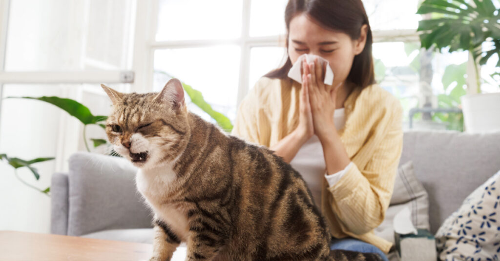 cat coughing as female owner sneezes into tissue on the couch at home
