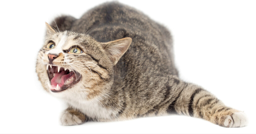 cat hissing at something off camera