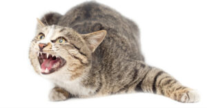 cat hissing at something off camera