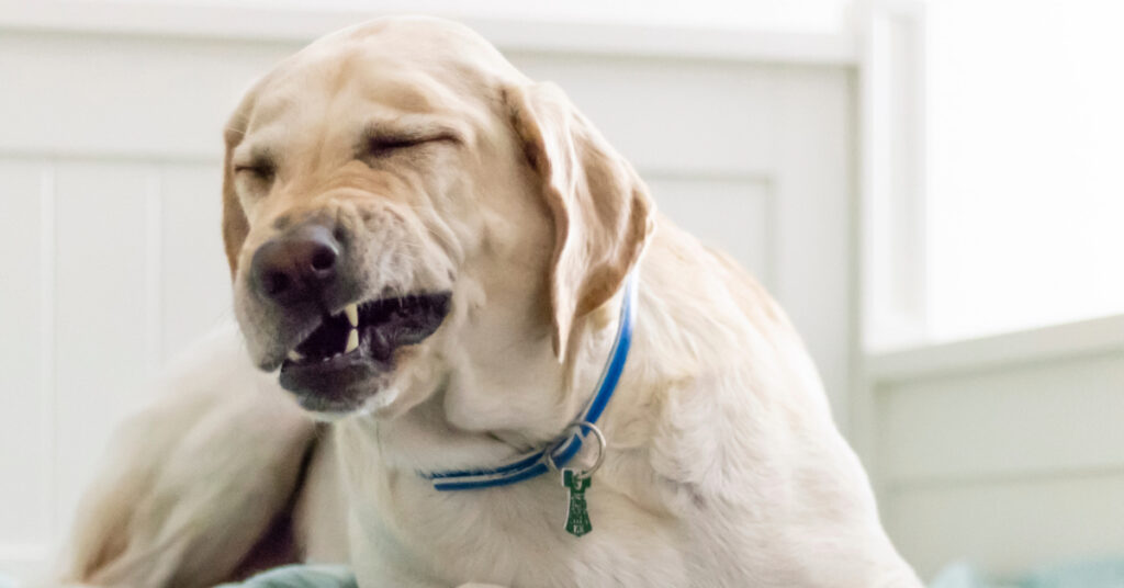 yellow labrador dog mid sneeze