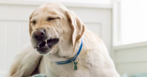 yellow labrador dog mid sneeze