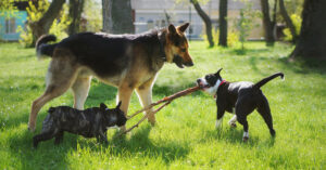 three dogs playing together outside at the park